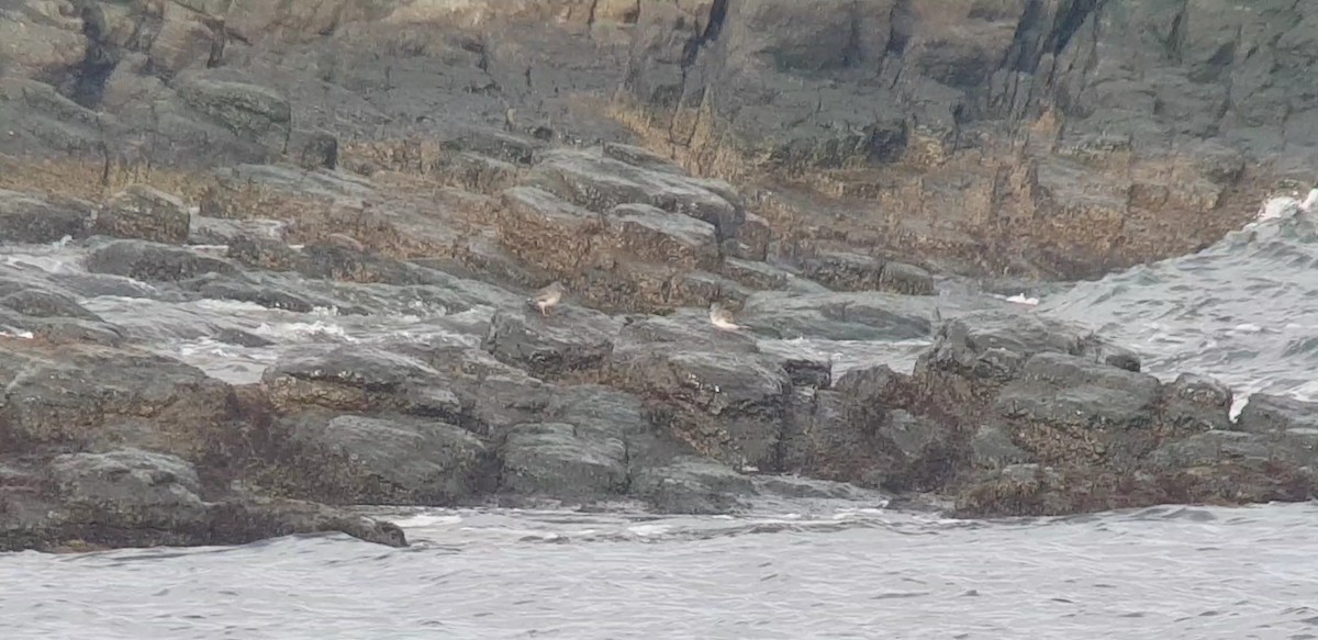 Rock Sandpiper - ML650682939