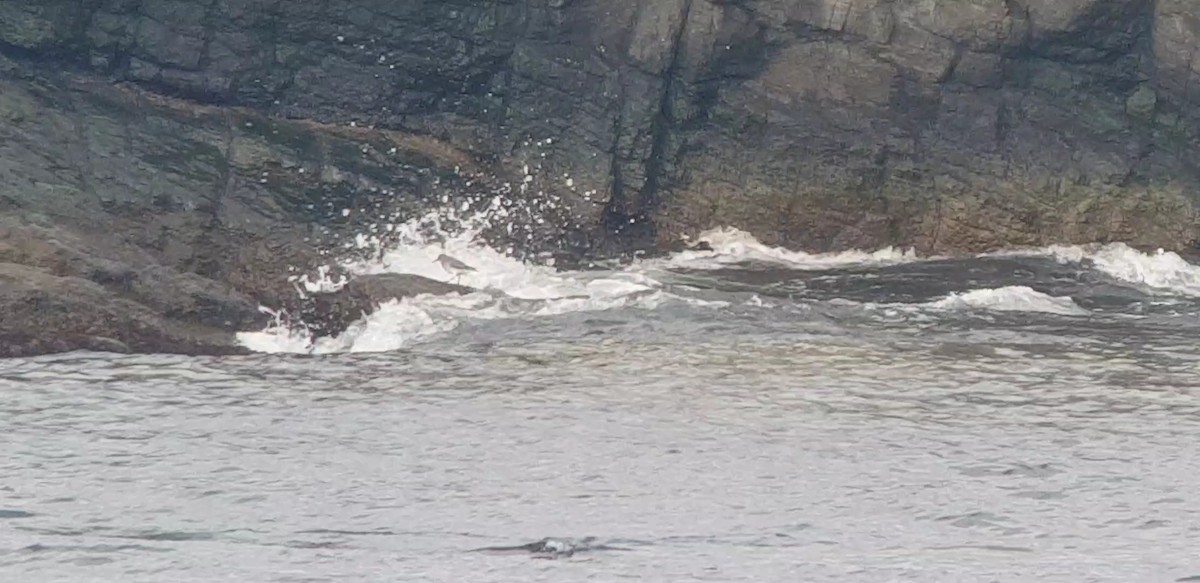 Rock Sandpiper - ML650682940