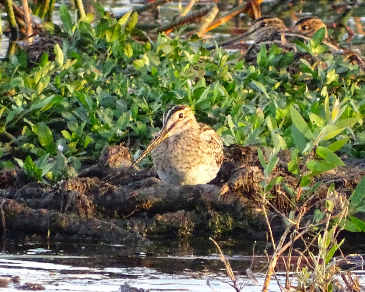 Latham's Snipe - ML650683119