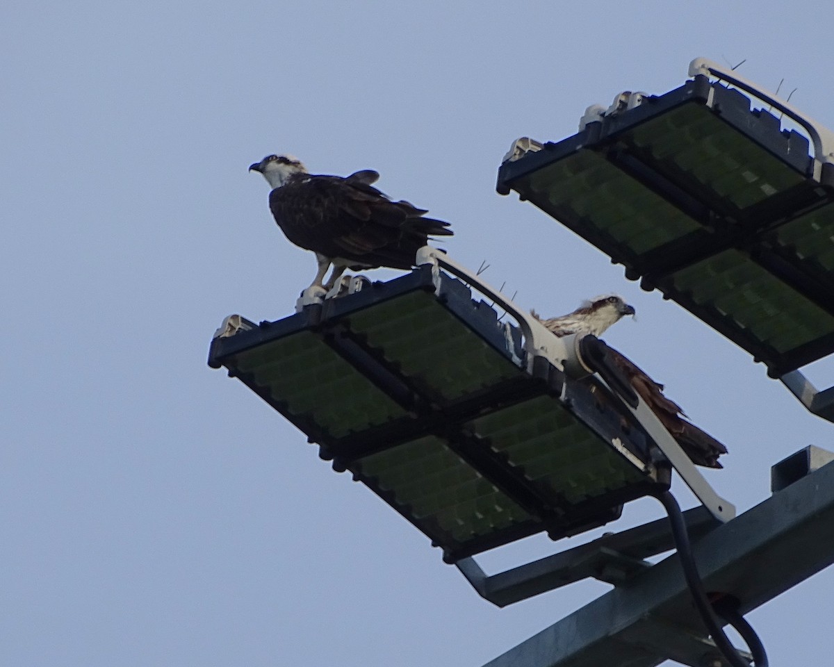 Osprey - ML650683125