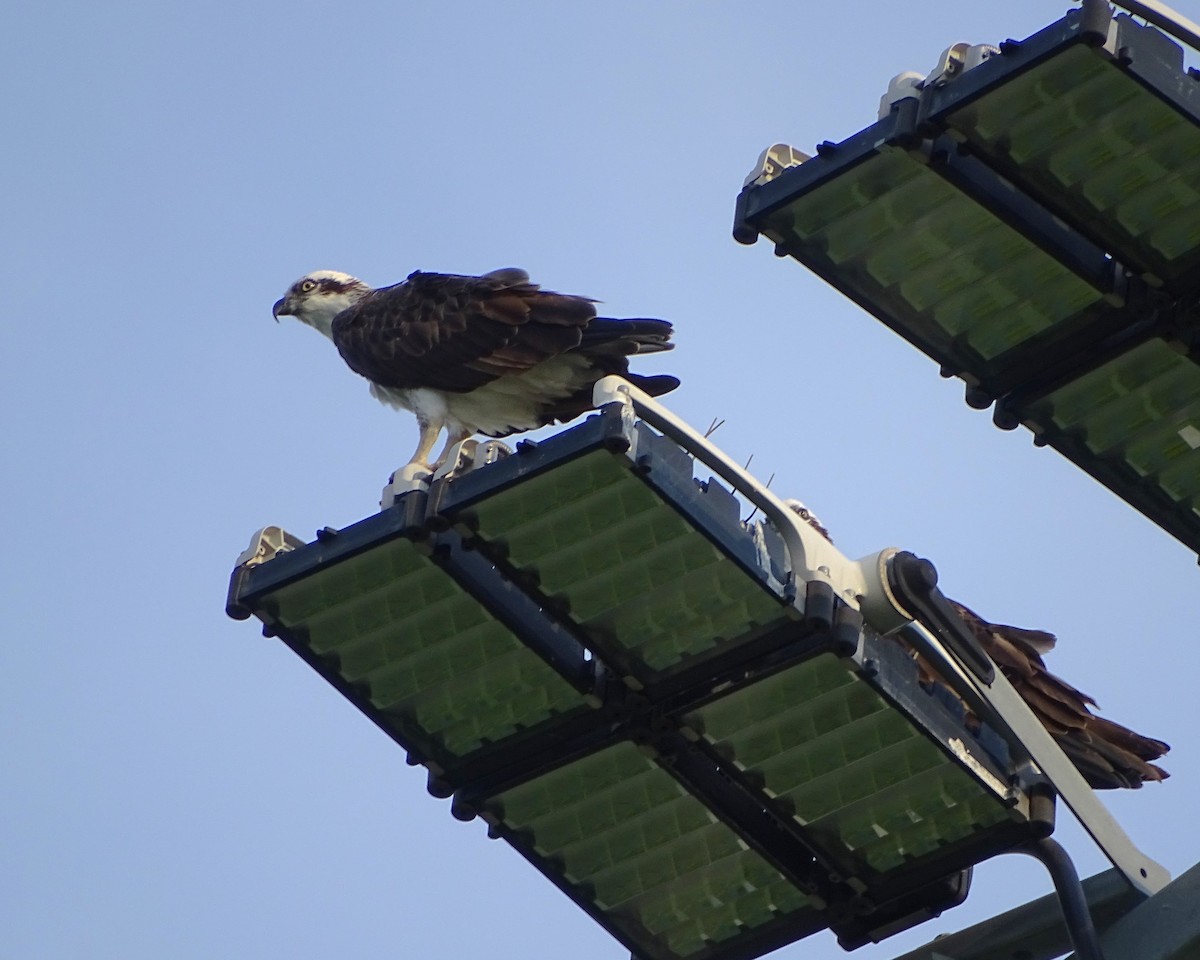 Osprey - ML650683126