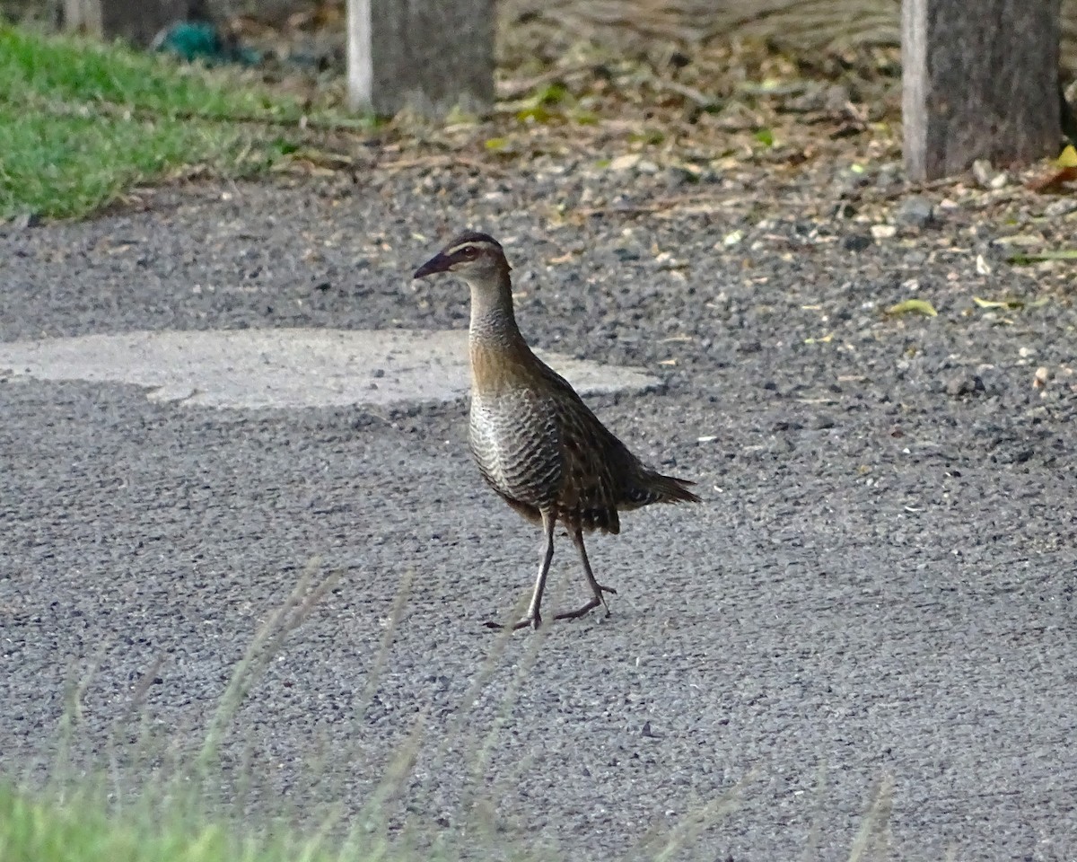 Buff-banded Rail - ML650683137