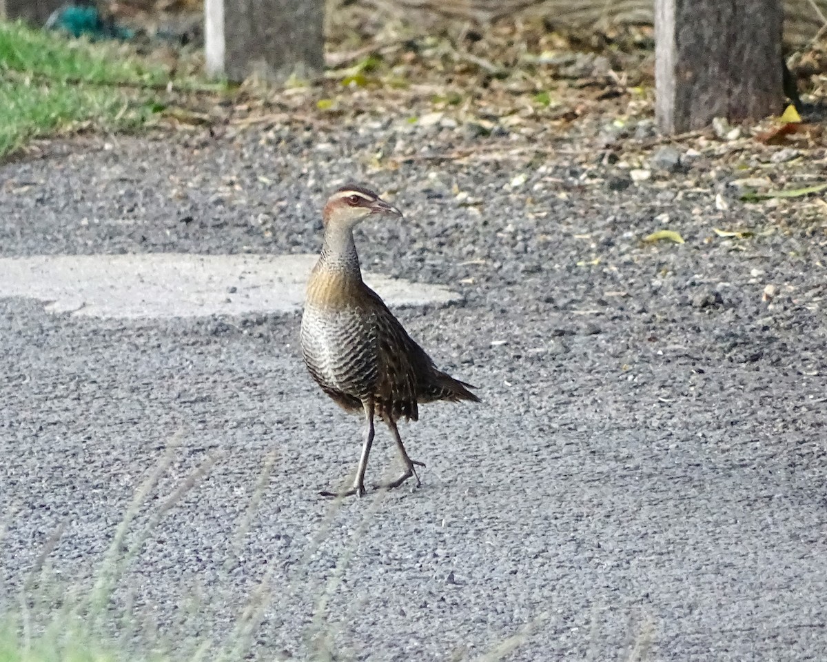 Buff-banded Rail - ML650683139