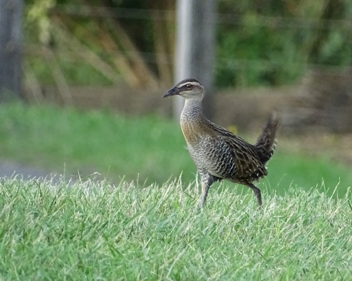 Buff-banded Rail - ML650683140