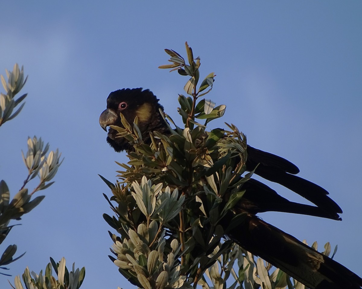 Yellow-tailed Black-Cockatoo - ML650683169