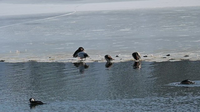 Canvasback - ML650683242