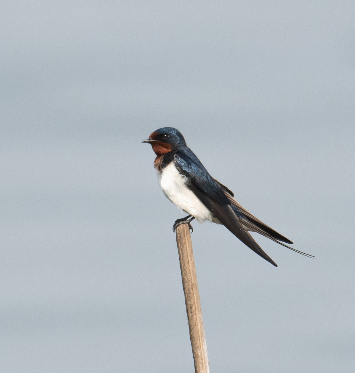 Golondrina Común - ML650683331