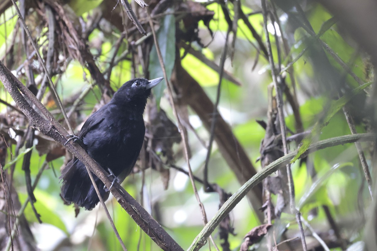 Batara des fourrés - ML650683604