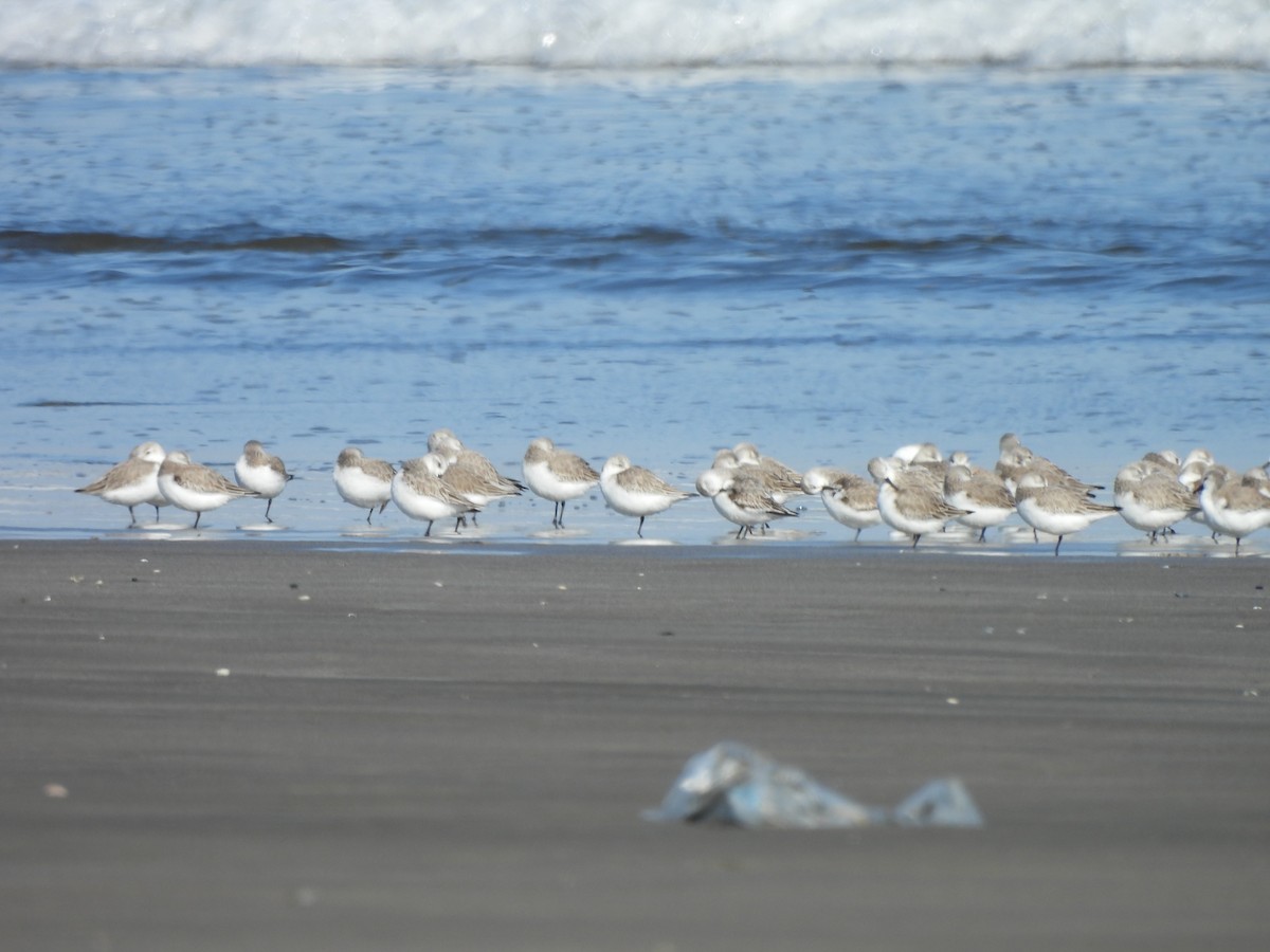 Txirri zuria - ML650683606