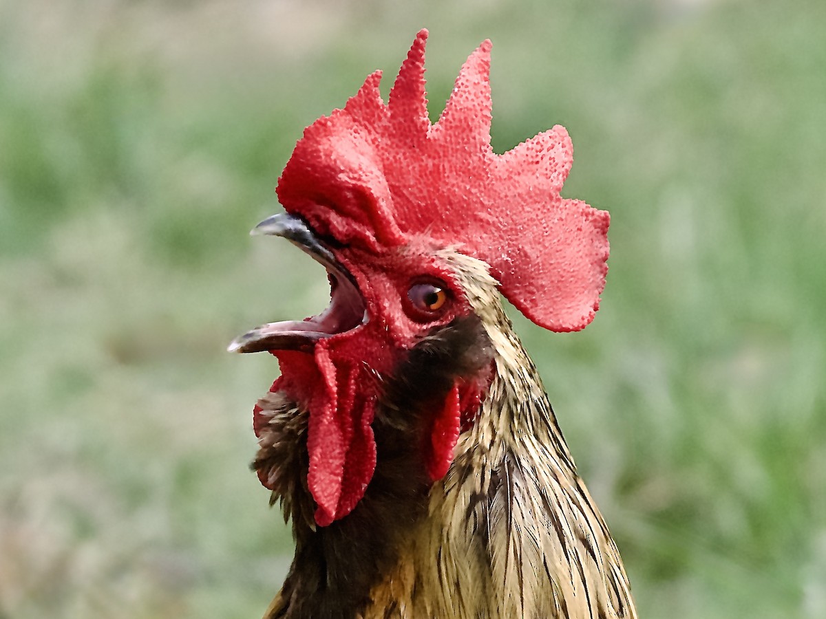 Red Junglefowl (Domestic type) - ML650683690