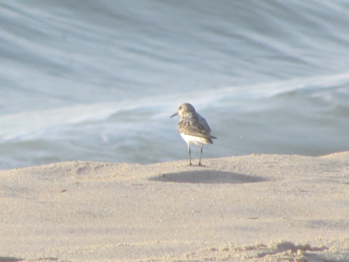 Txirri zuria - ML650683816