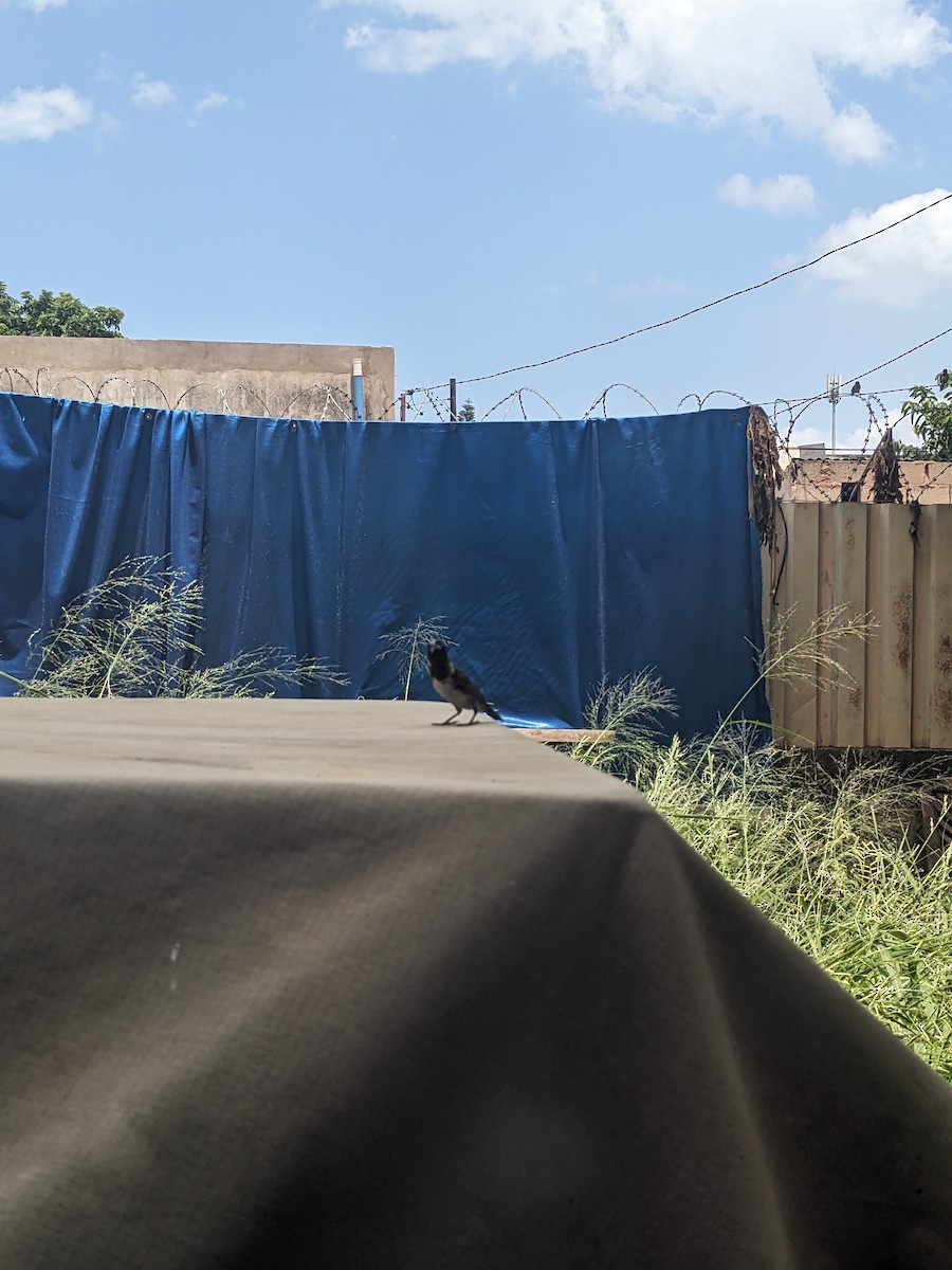 Bronze Mannikin - ML650684339