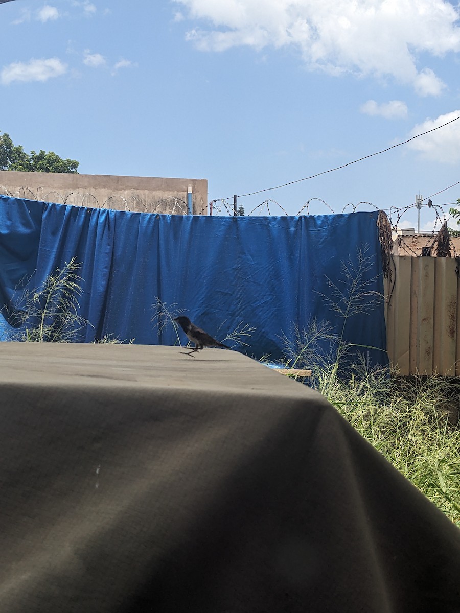 Bronze Mannikin - ML650684340