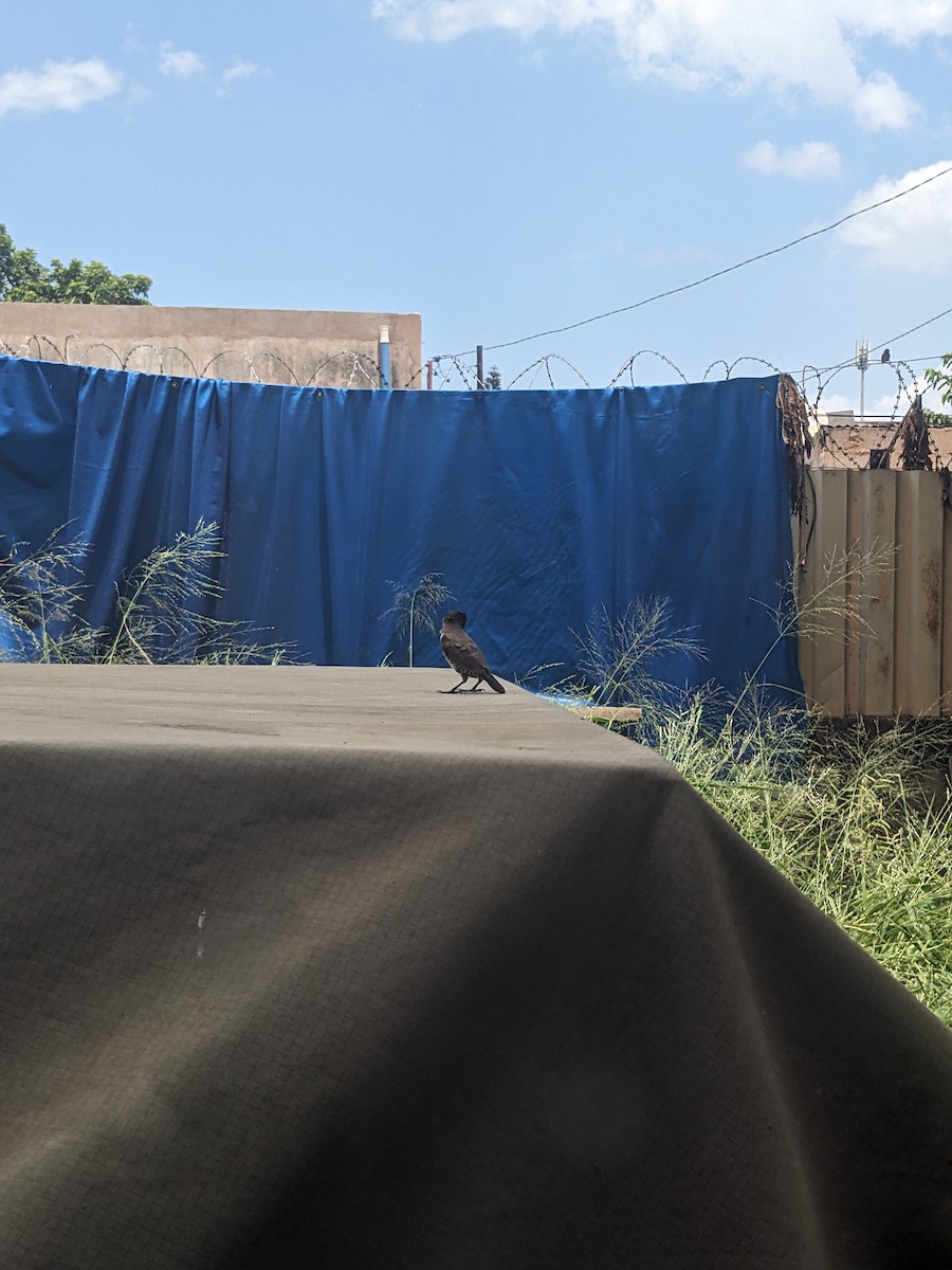 Bronze Mannikin - ML650684341