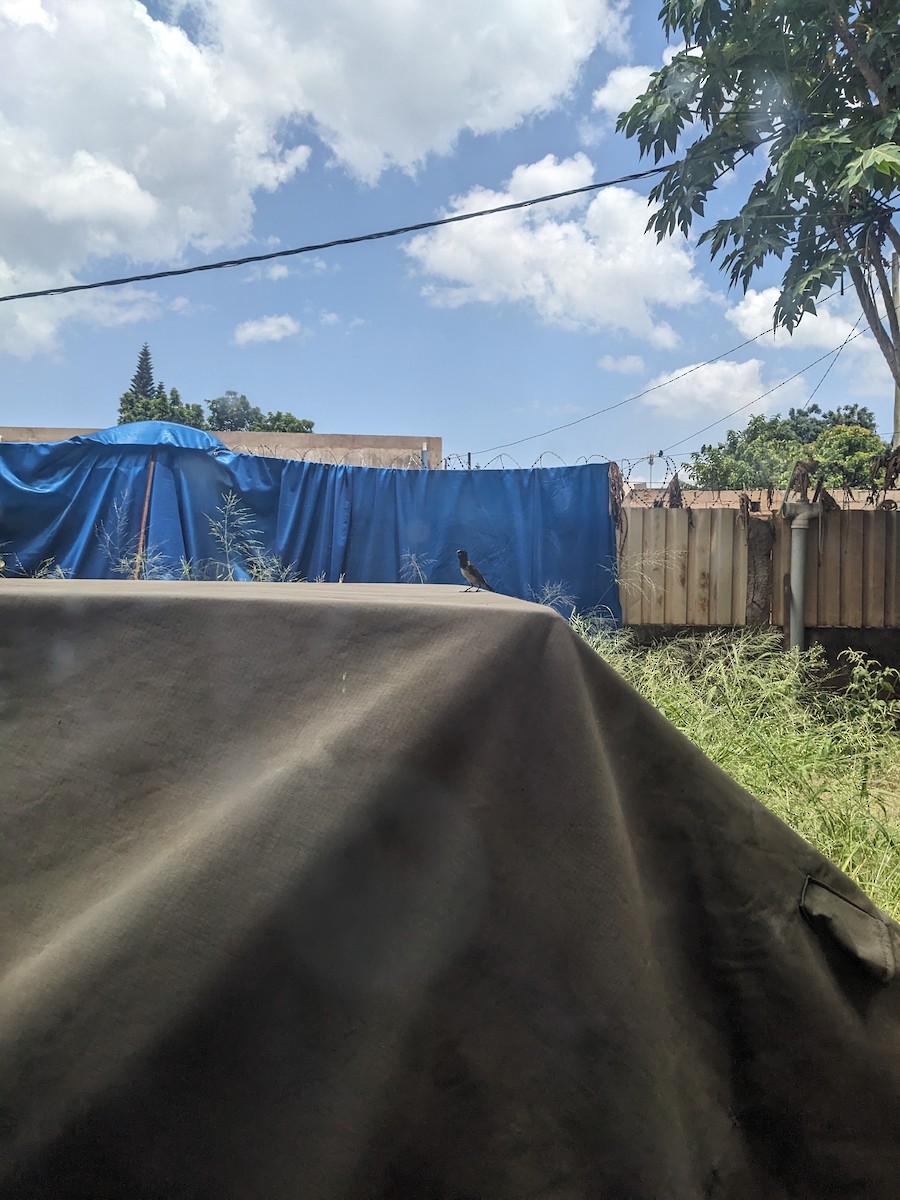 Bronze Mannikin - ML650684342