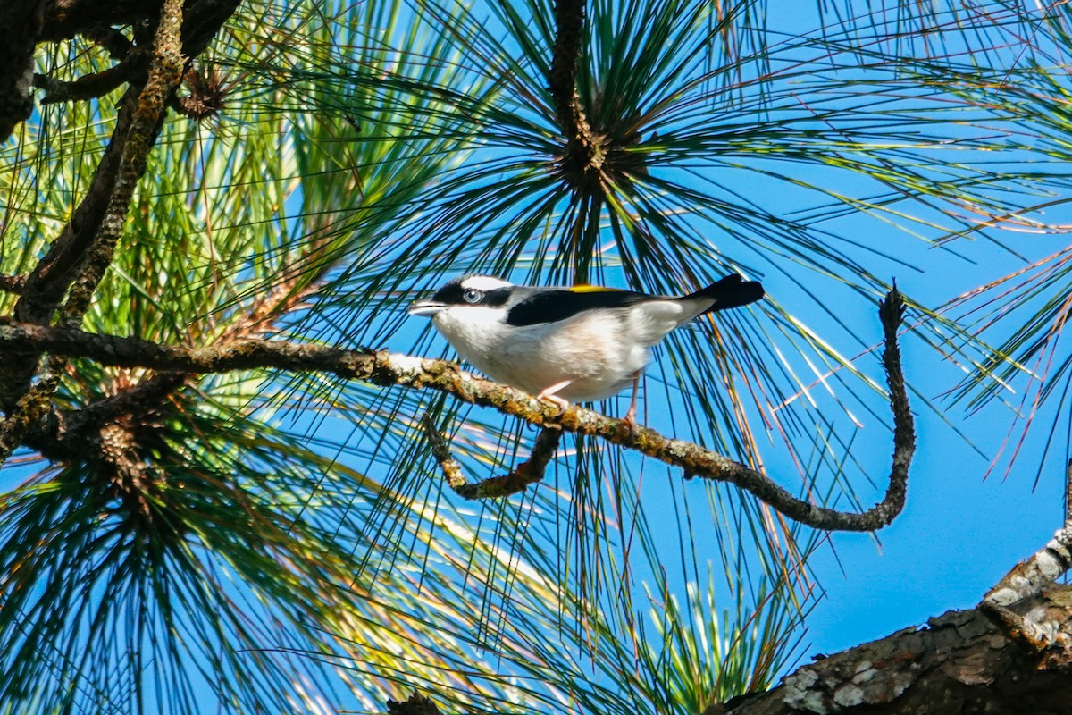 White-browed Shrike-Babbler (Dalat) - ML650684409