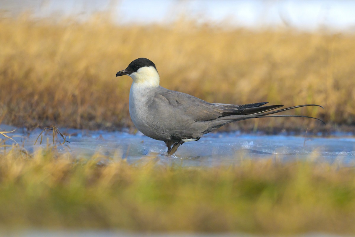 Long-tailed Jaeger - ML650684420