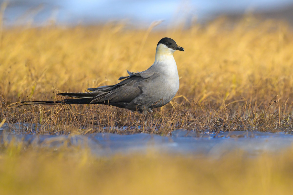 Long-tailed Jaeger - ML650684421