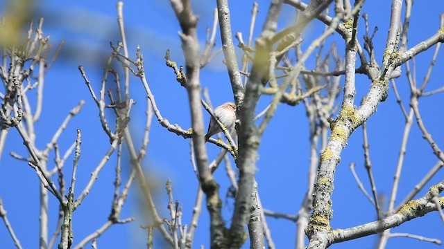 Pardillo Sizerín (alpino) - ML650684640