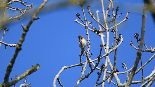 Pardillo Sizerín (alpino) - ML650684643