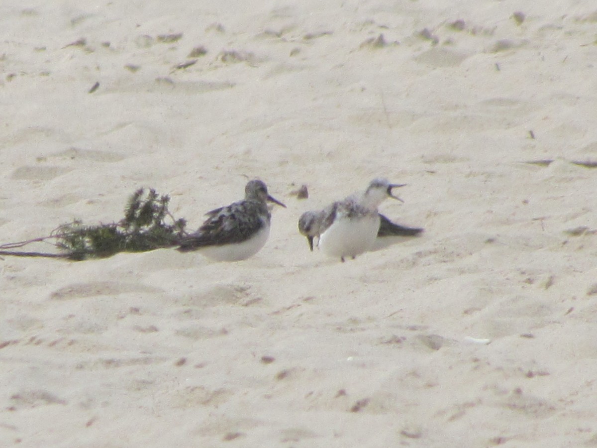 Txirri zuria - ML650684763