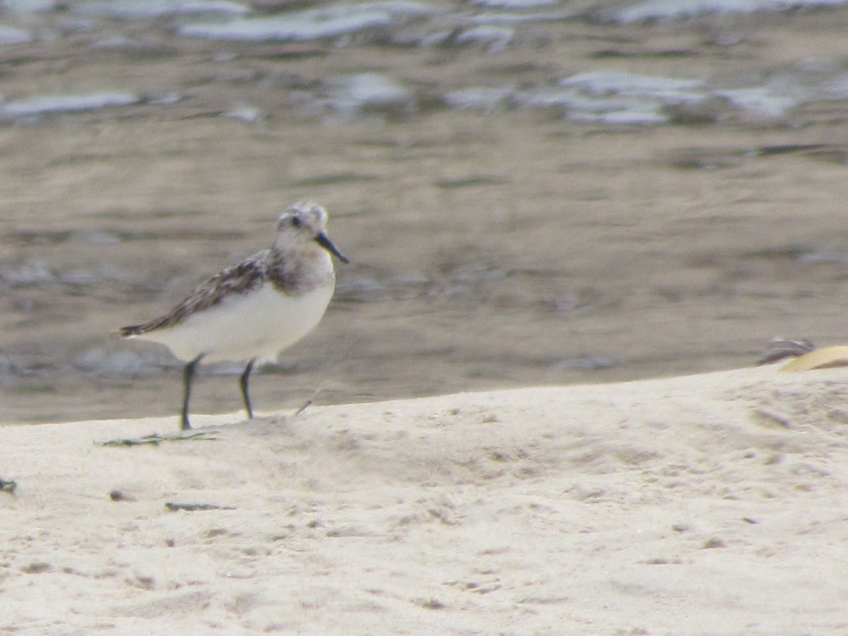 Txirri zuria - ML650684764