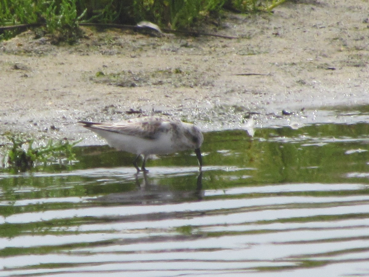 Txirri zuria - ML650684802