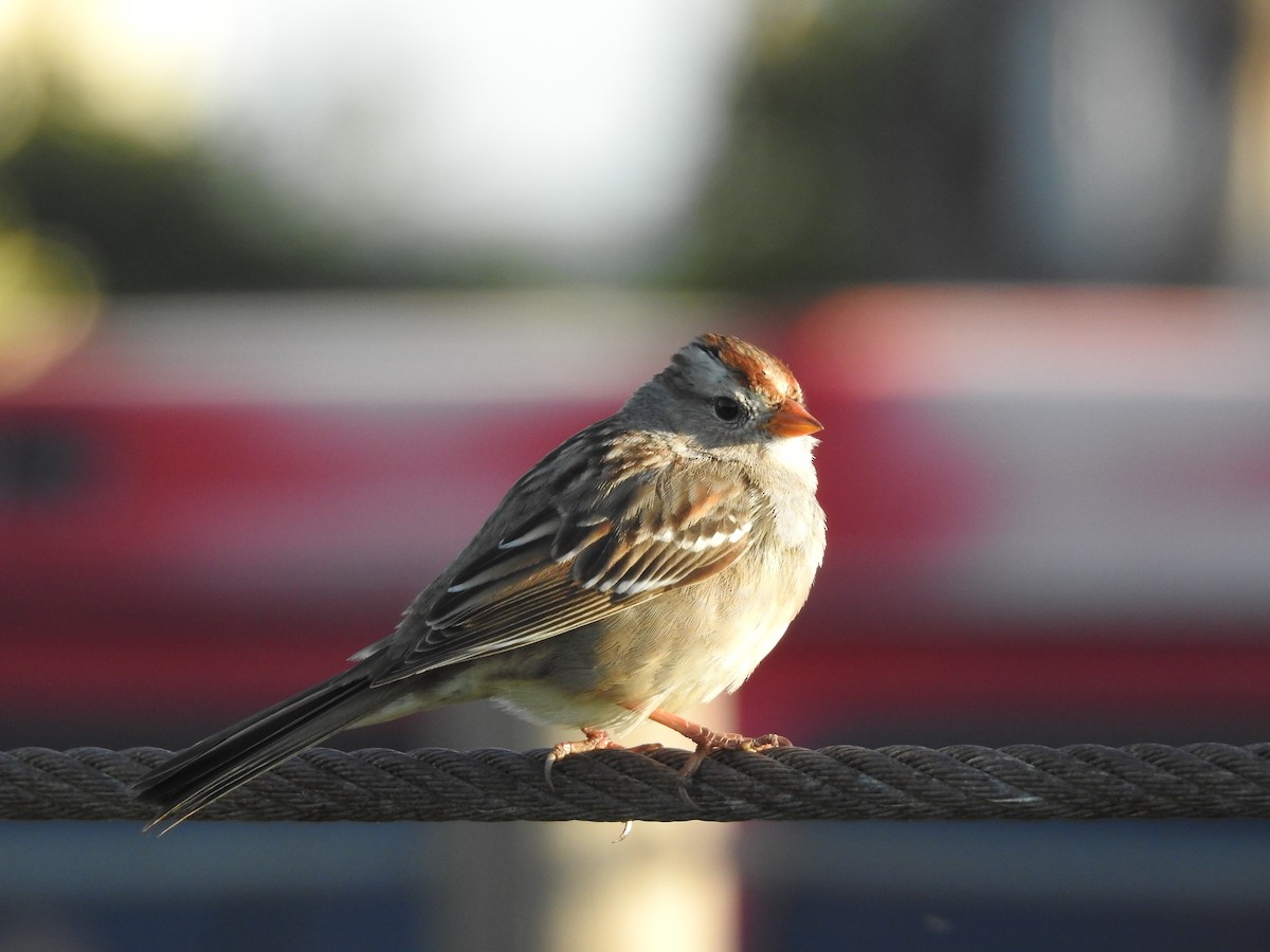 White-crowned Sparrow - ML650684874