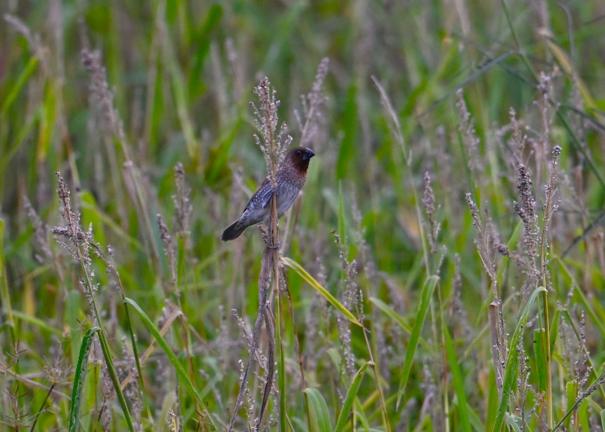 Scaly-breasted Munia - ML650684913
