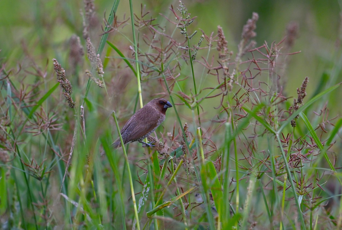 Scaly-breasted Munia - ML650684919