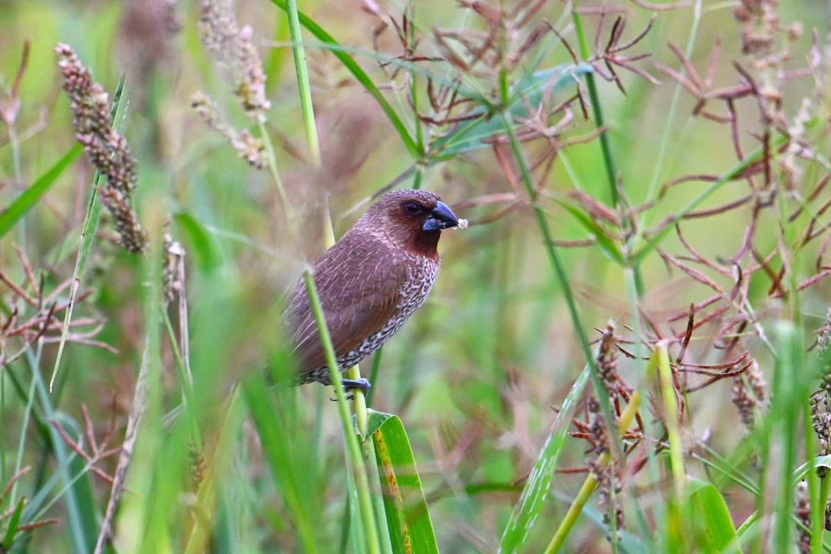 Scaly-breasted Munia - ML650684924