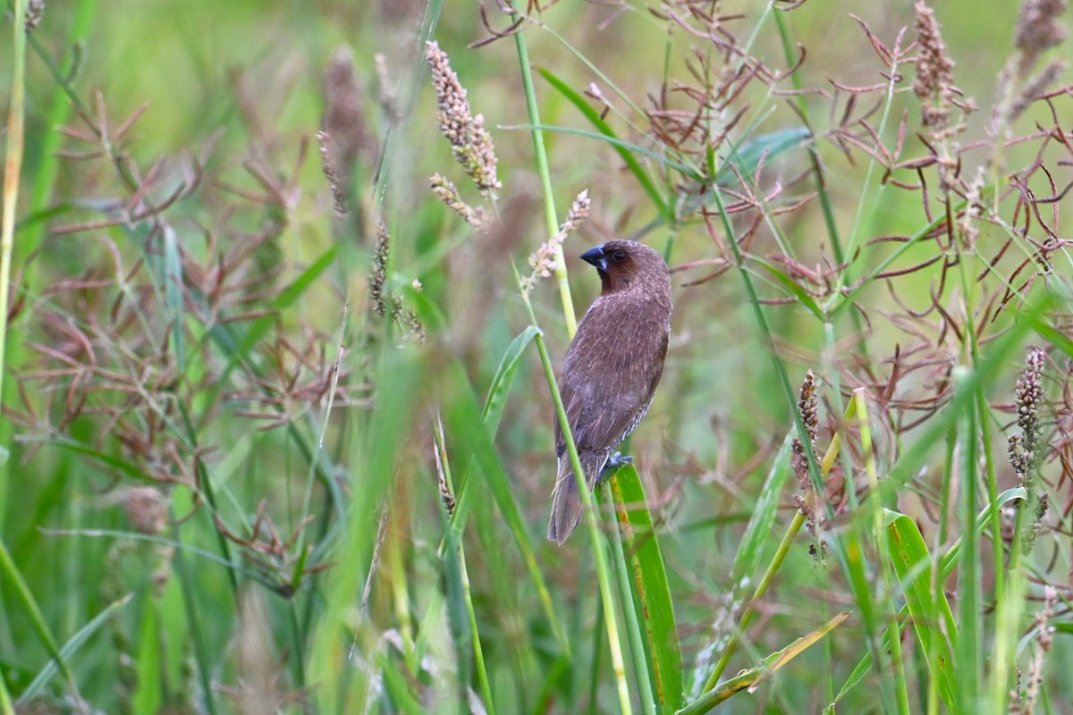 Scaly-breasted Munia - ML650684931
