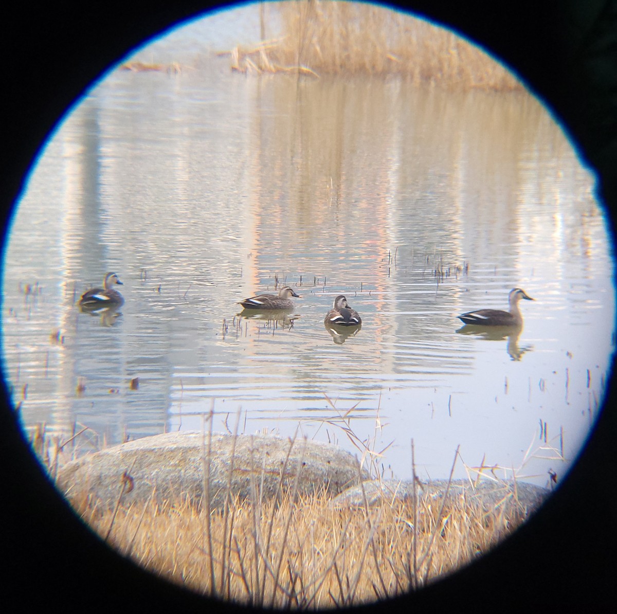 kinaand - ML650684938