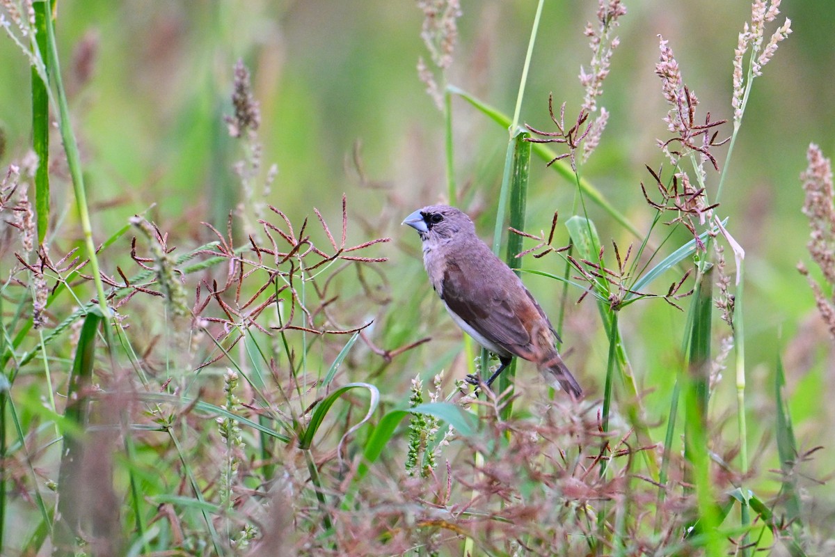 Chestnut-breasted Munia - ML650684939