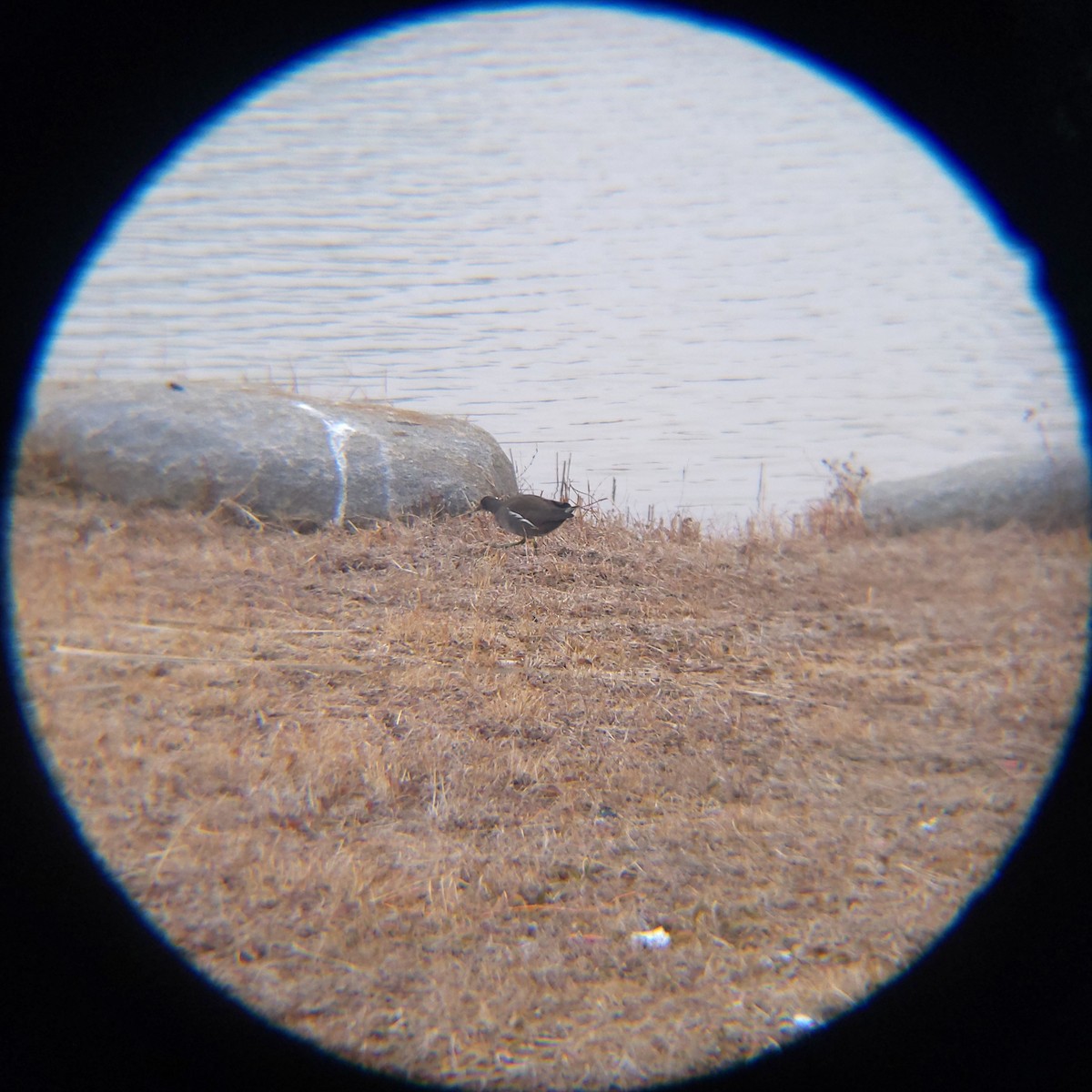 sivhøne - ML650684945