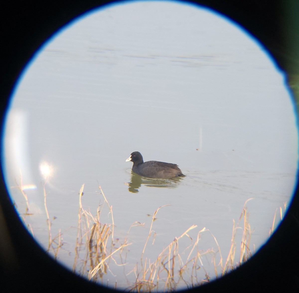 sothøne - ML650684950