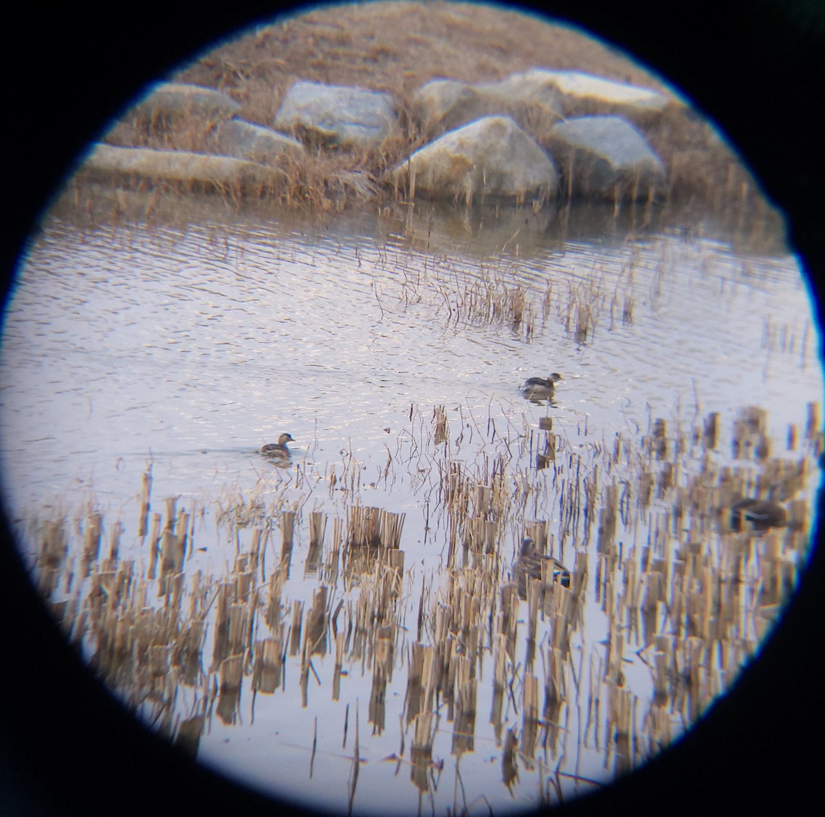 dvergdykker - ML650684955