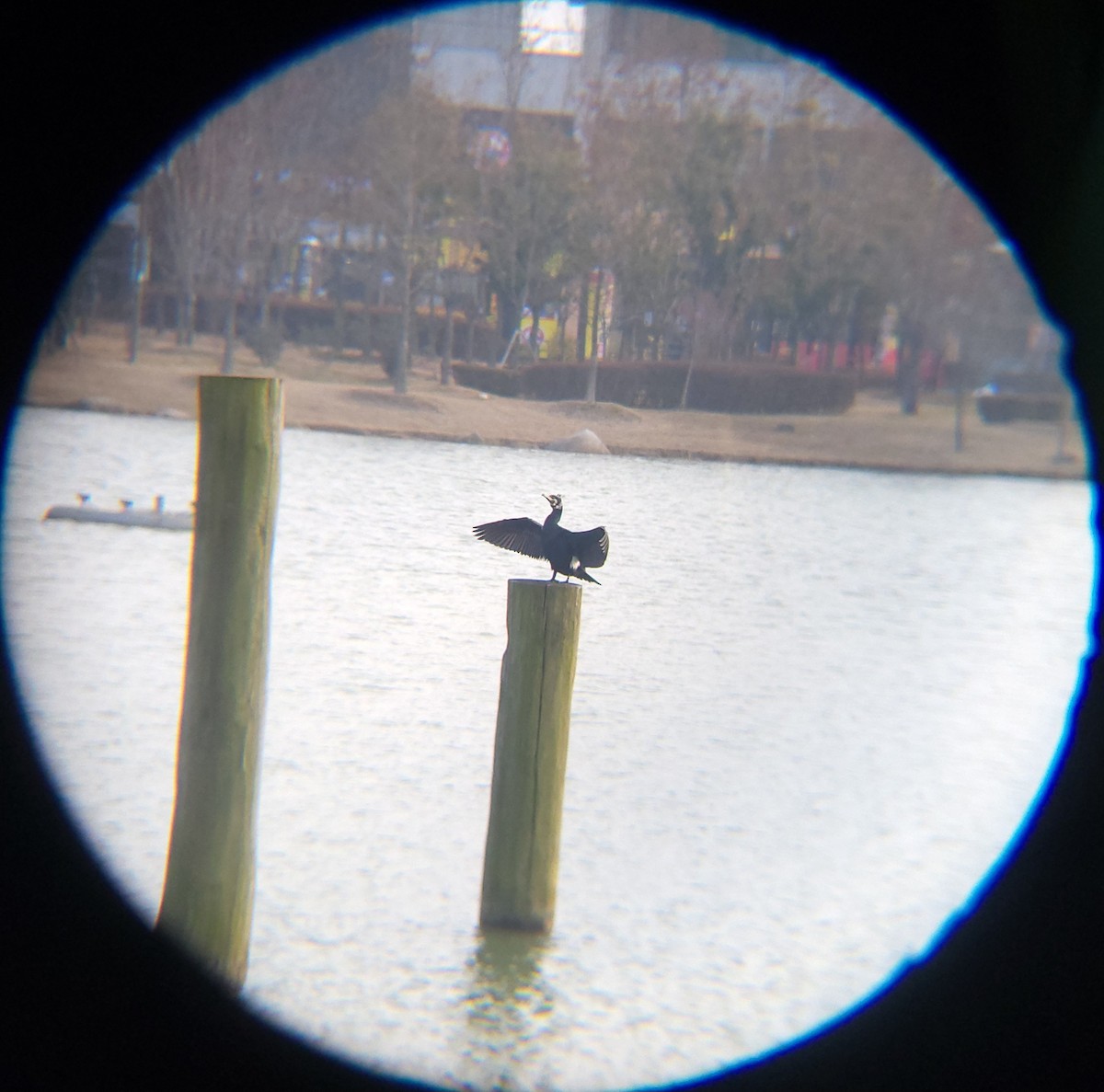 storskarv - ML650684958