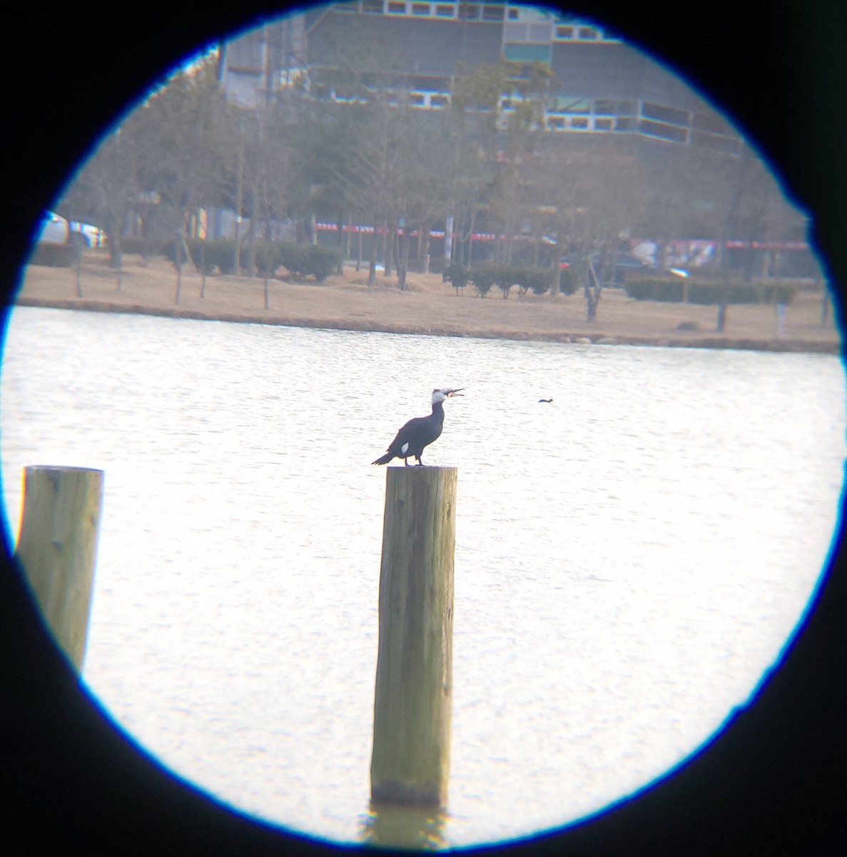 storskarv - ML650684959