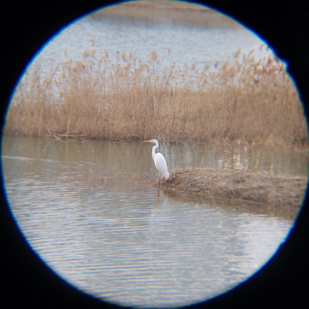 egretthegre - ML650684966