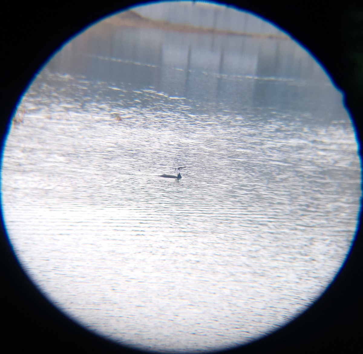 storskarv - ML650684973