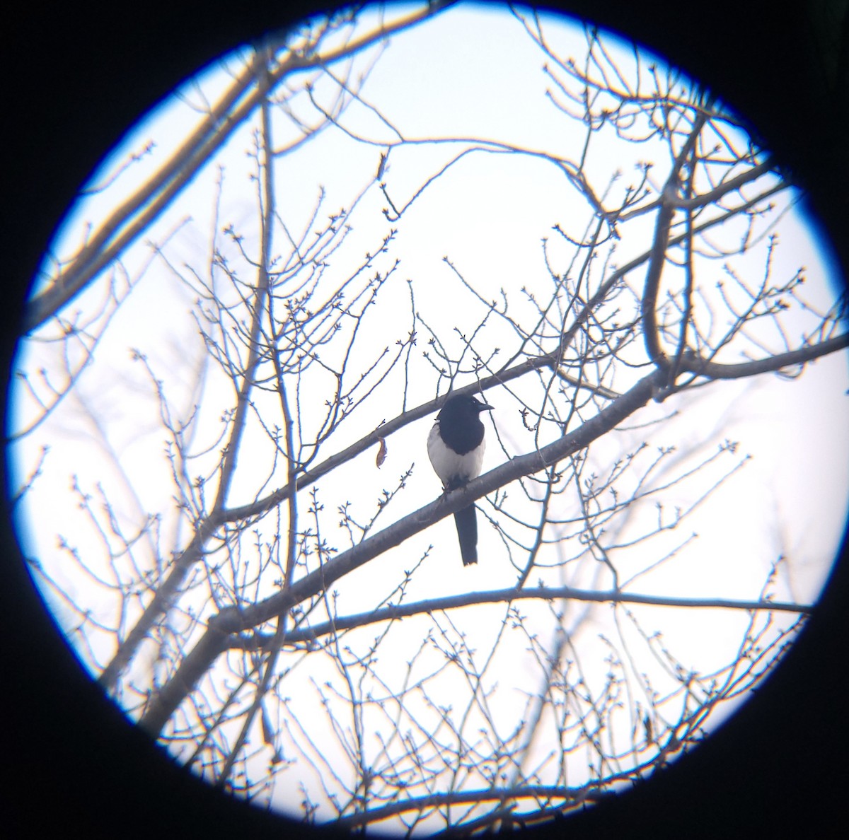 orientskjære - ML650684976