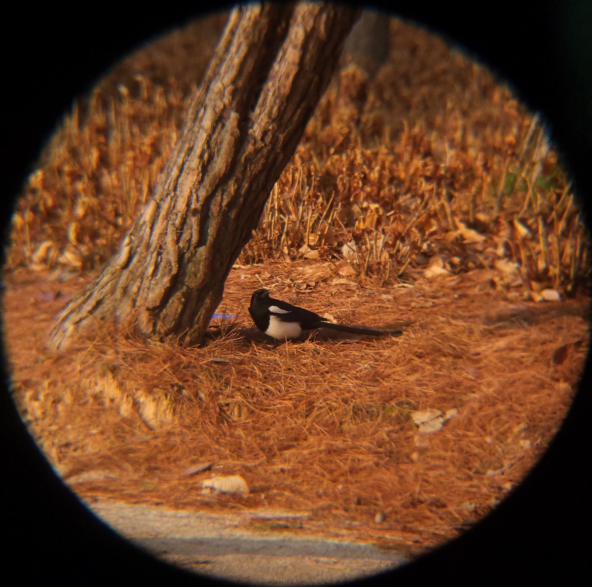 orientskjære - ML650684977