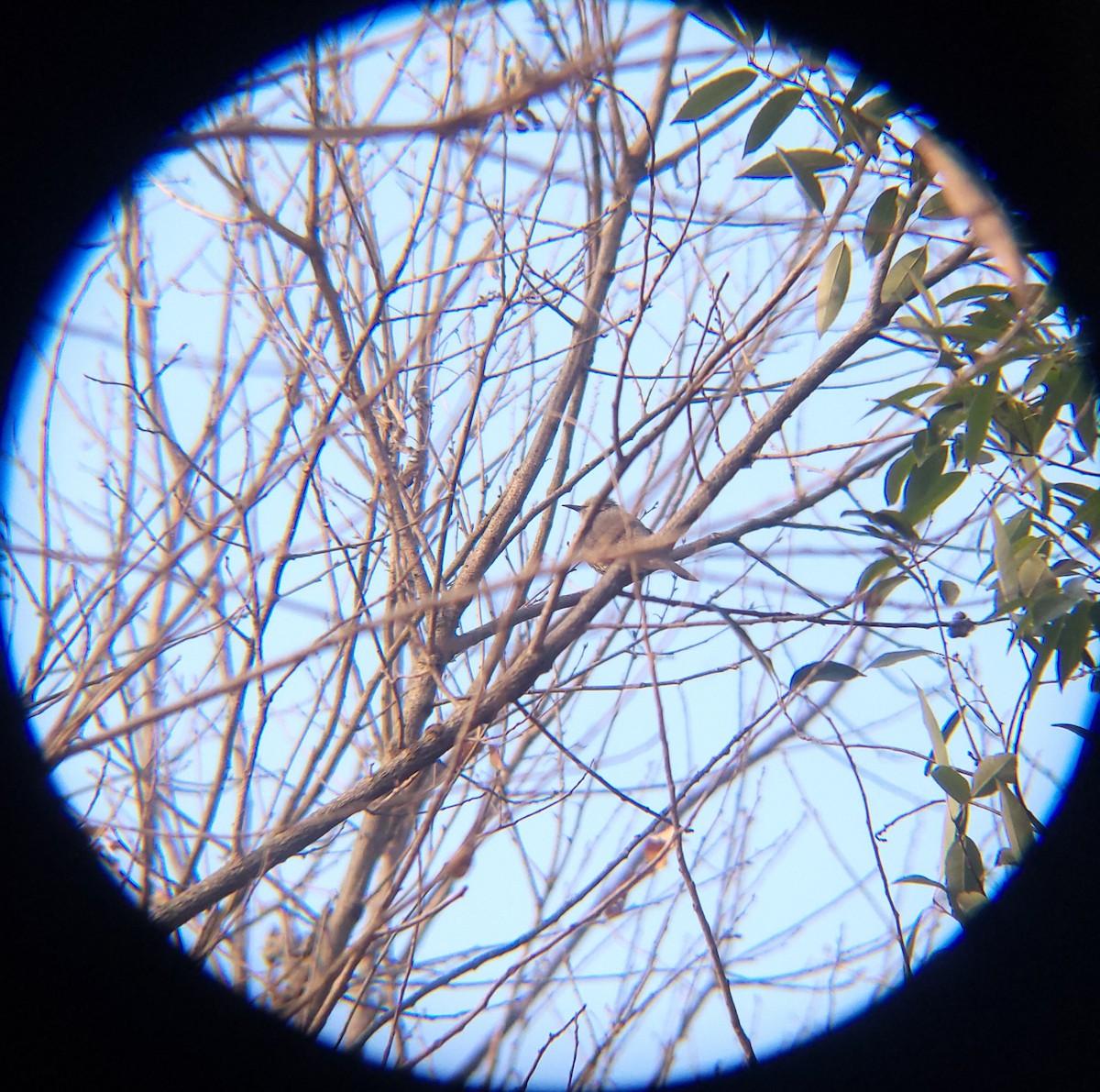 brunørebylbyl - ML650684980