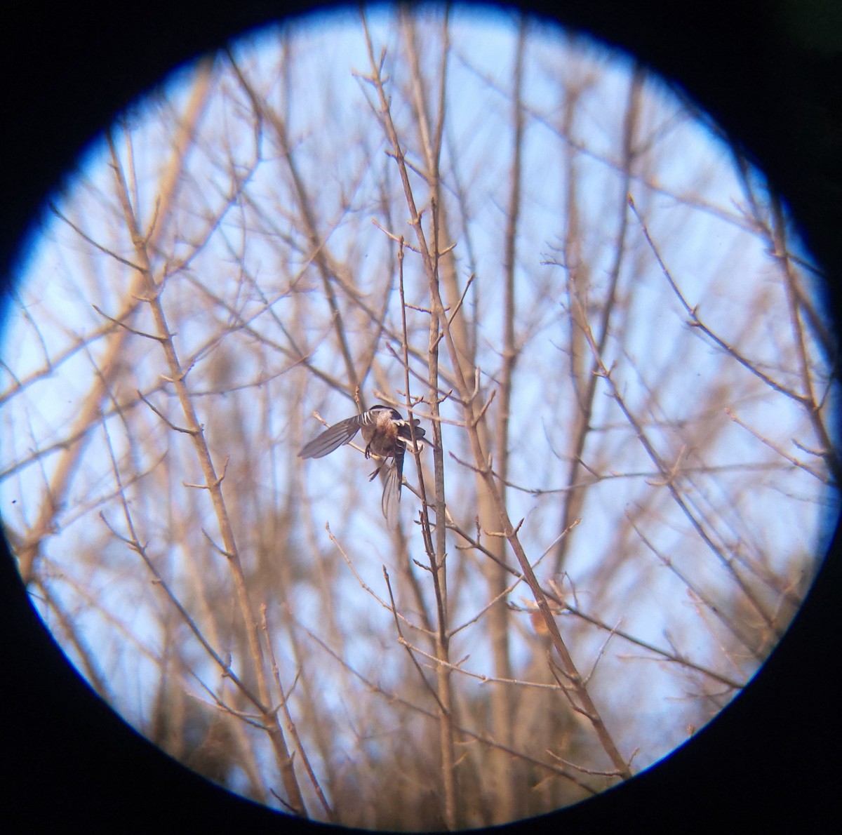 stjertmeis - ML650684986