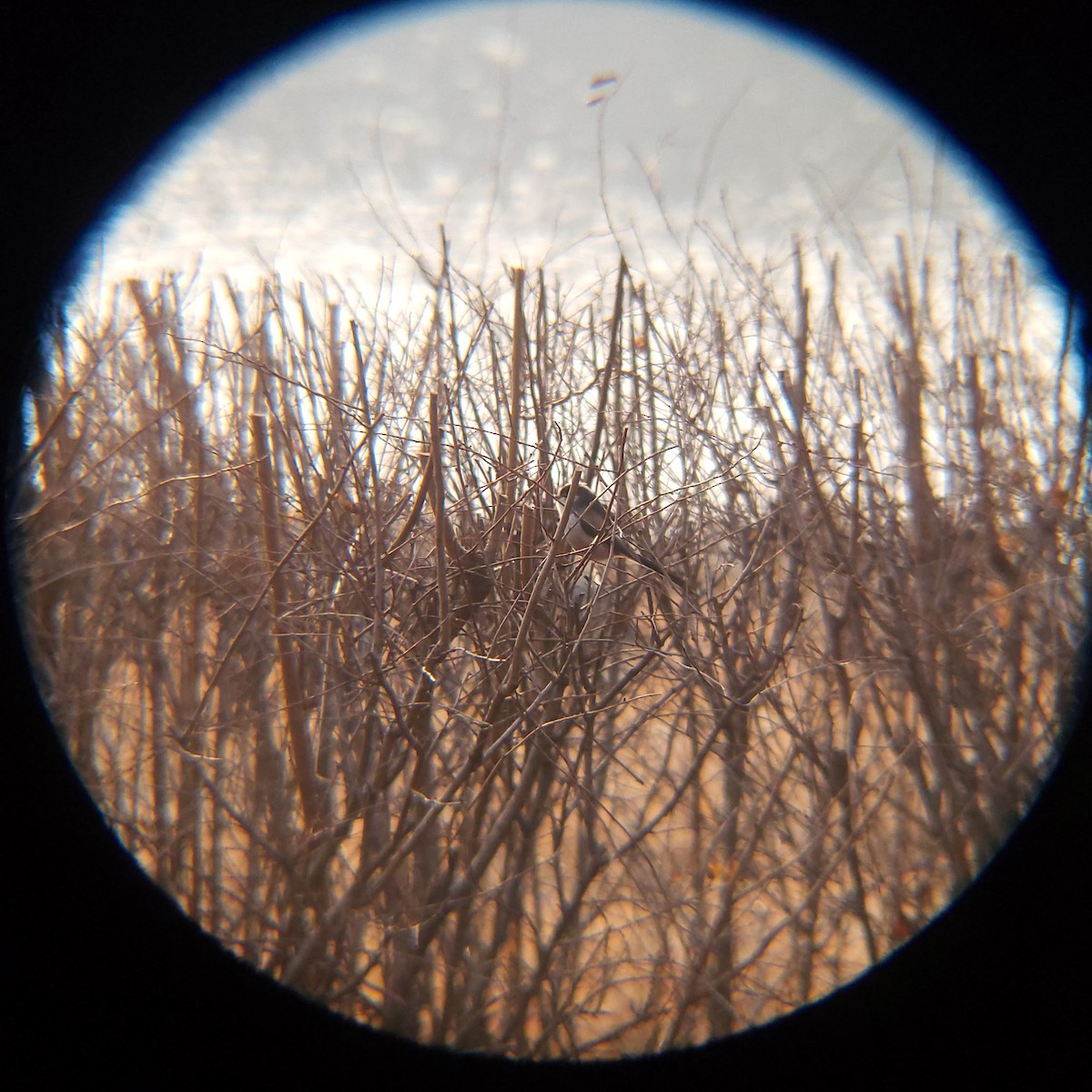 stjertmeis - ML650684987