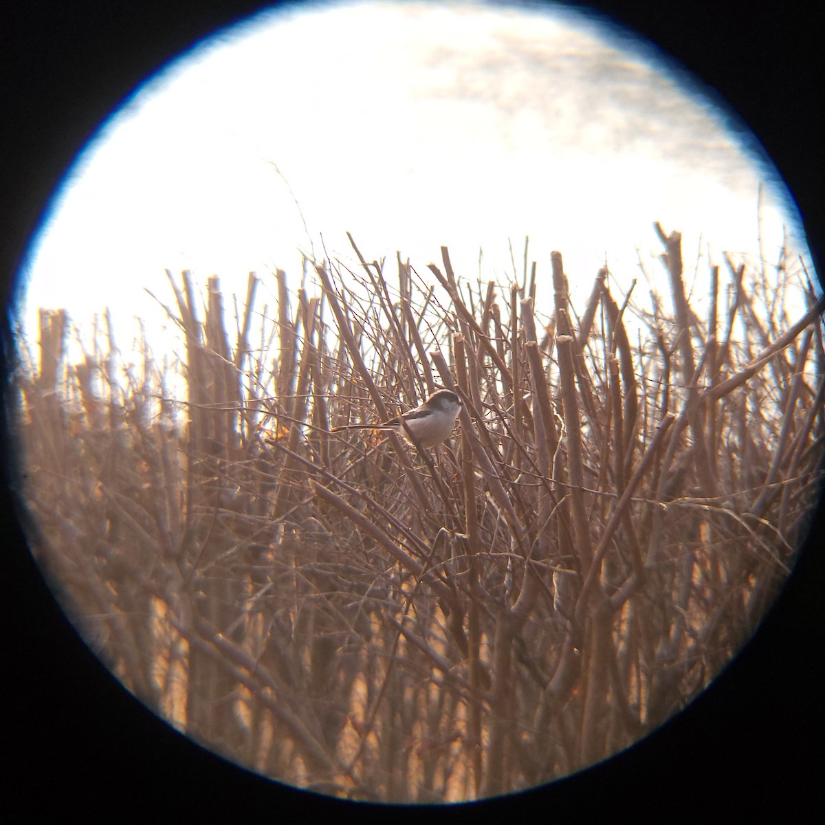 stjertmeis - ML650684988