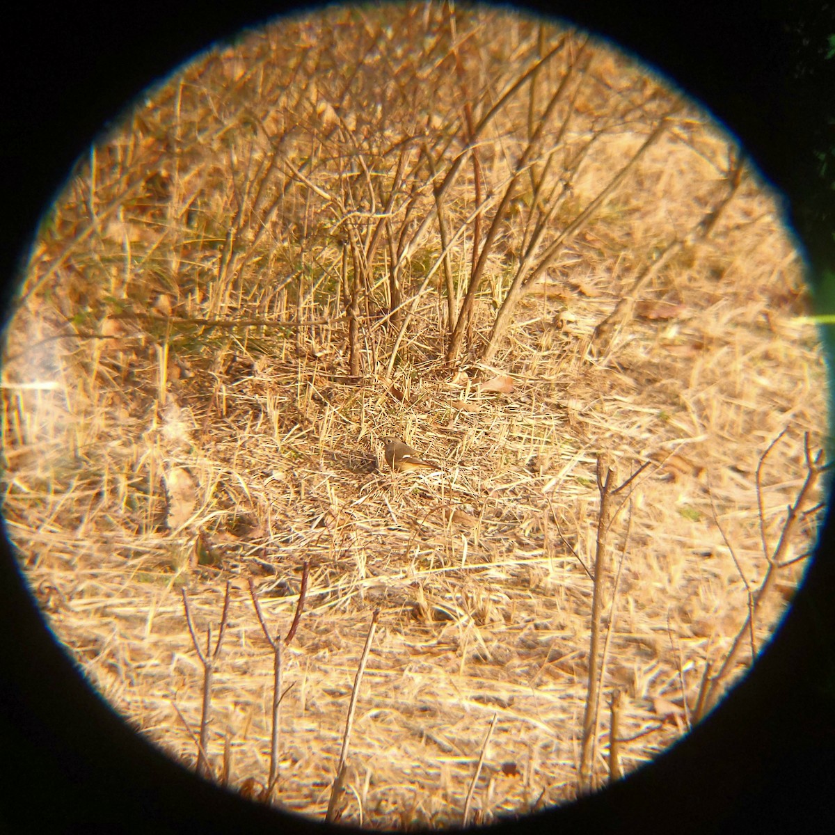 aurorarødstjert - ML650684995