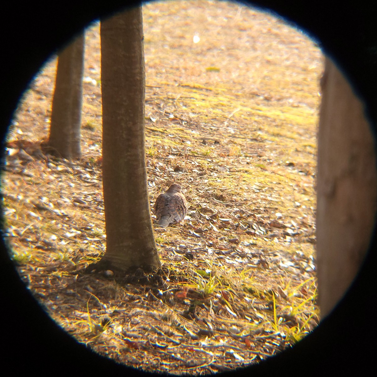 mongolturteldue - ML650685040