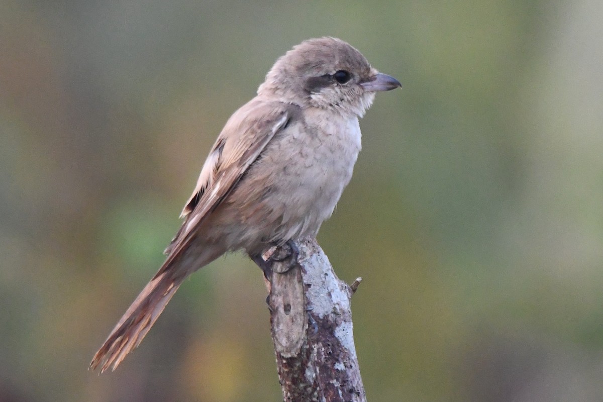 Antzandobi isabeldarra - ML650685106